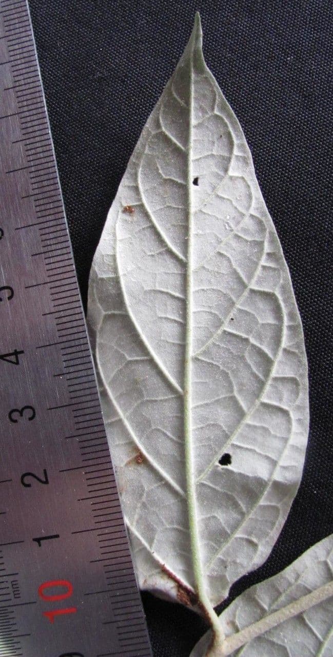 Solano di Riedle 18