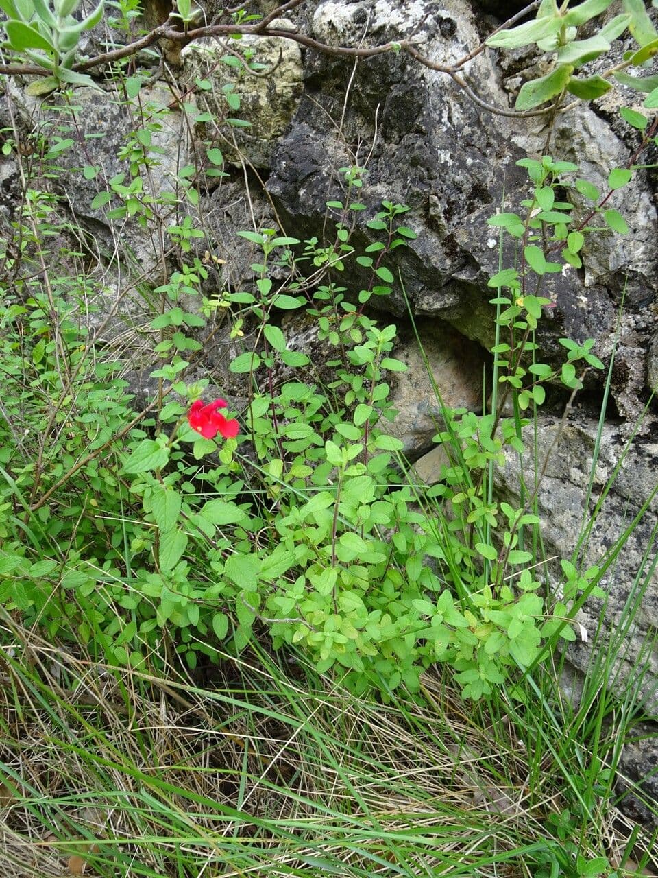 Salvia a foglie piccole 12