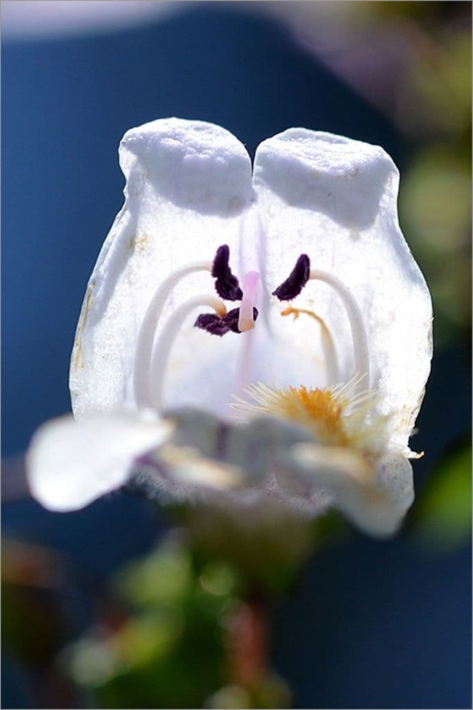 Penstemon 3