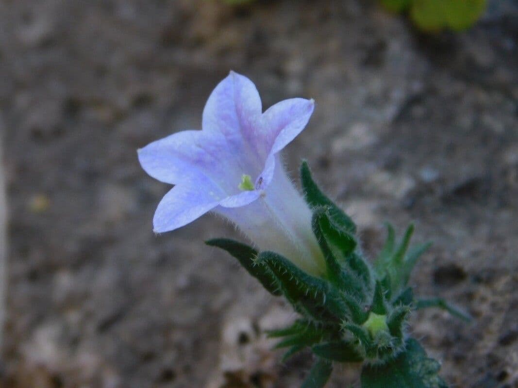 Campanula mollis 2