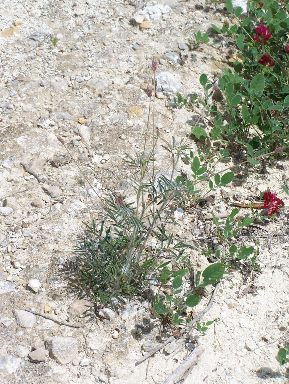 Ebenus 7