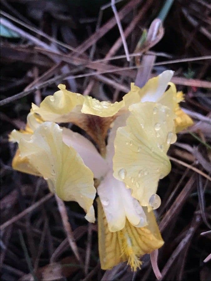 Zwerg-Schwertlilie 3