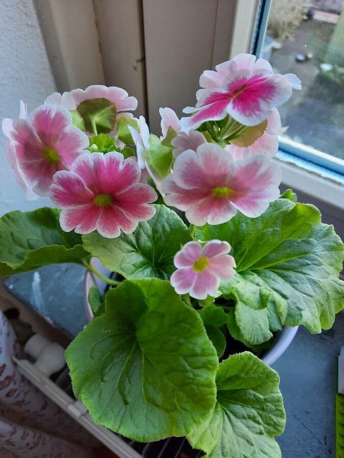 Prvosienka 5