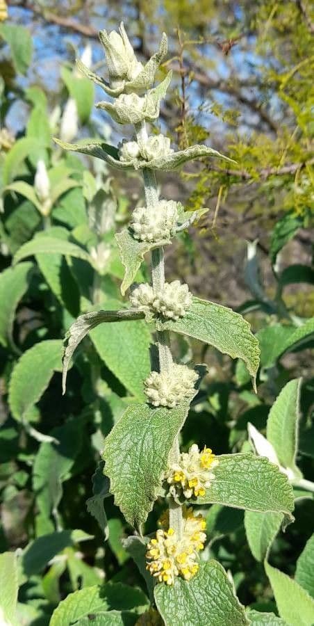 Buddleja stachyoides 15