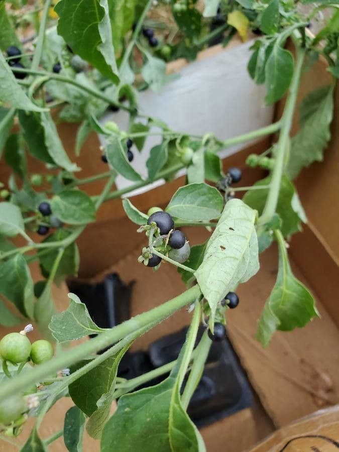 Solanum douglasii 5