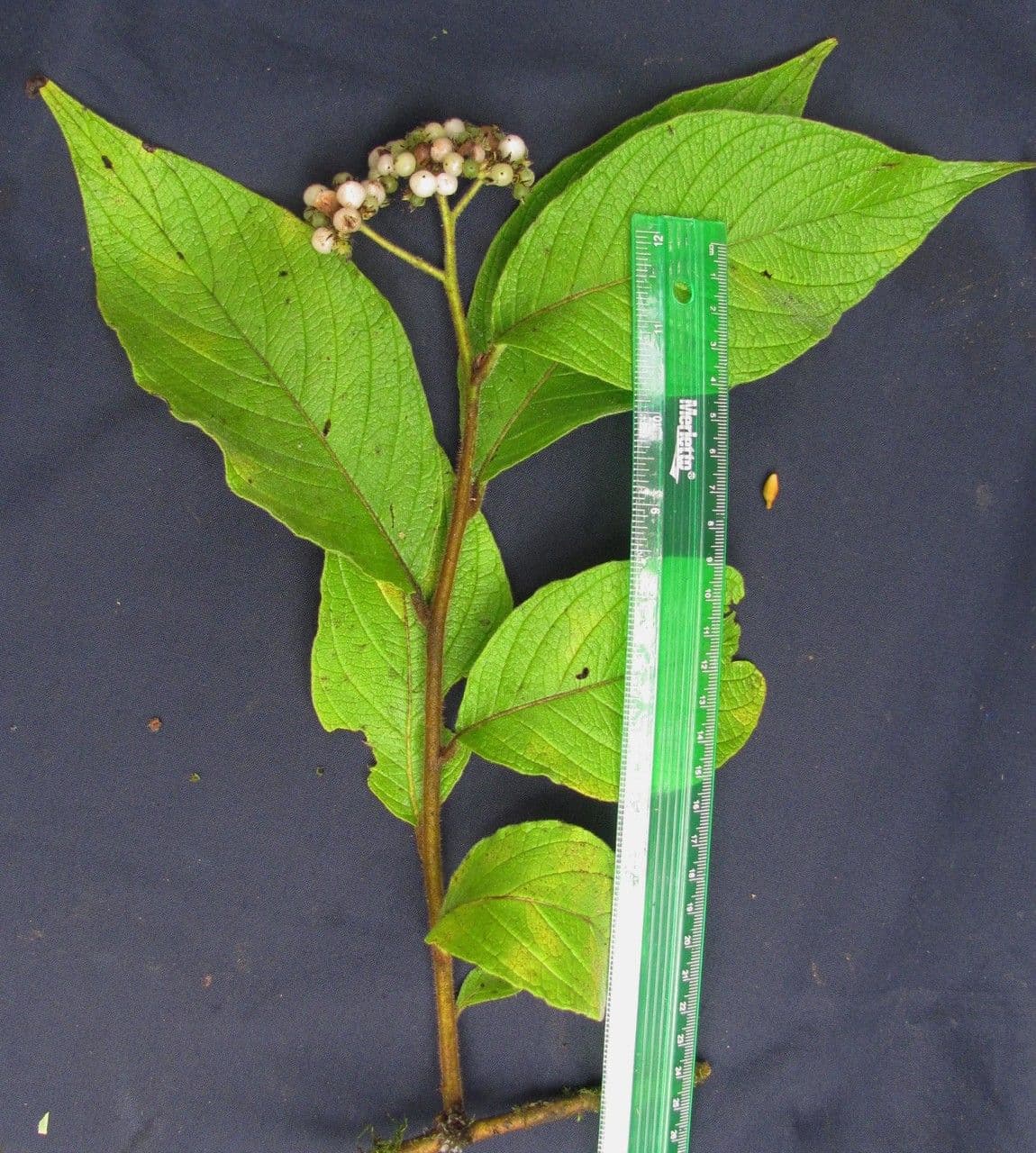 Tournefortia cuspidata 4