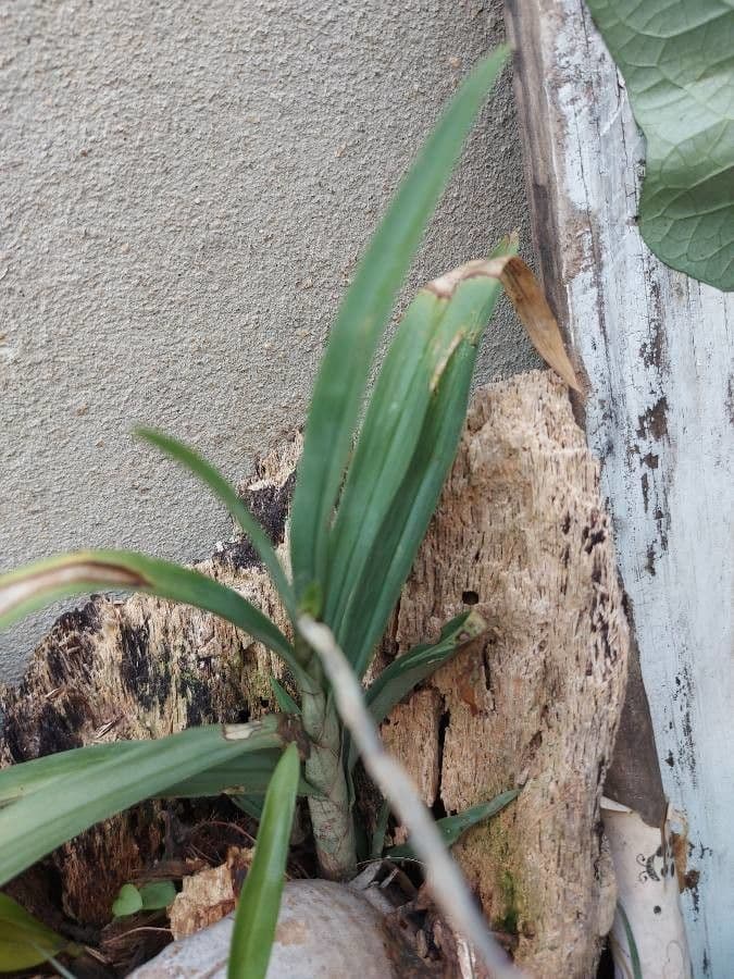 Phaius di Tankerville 13