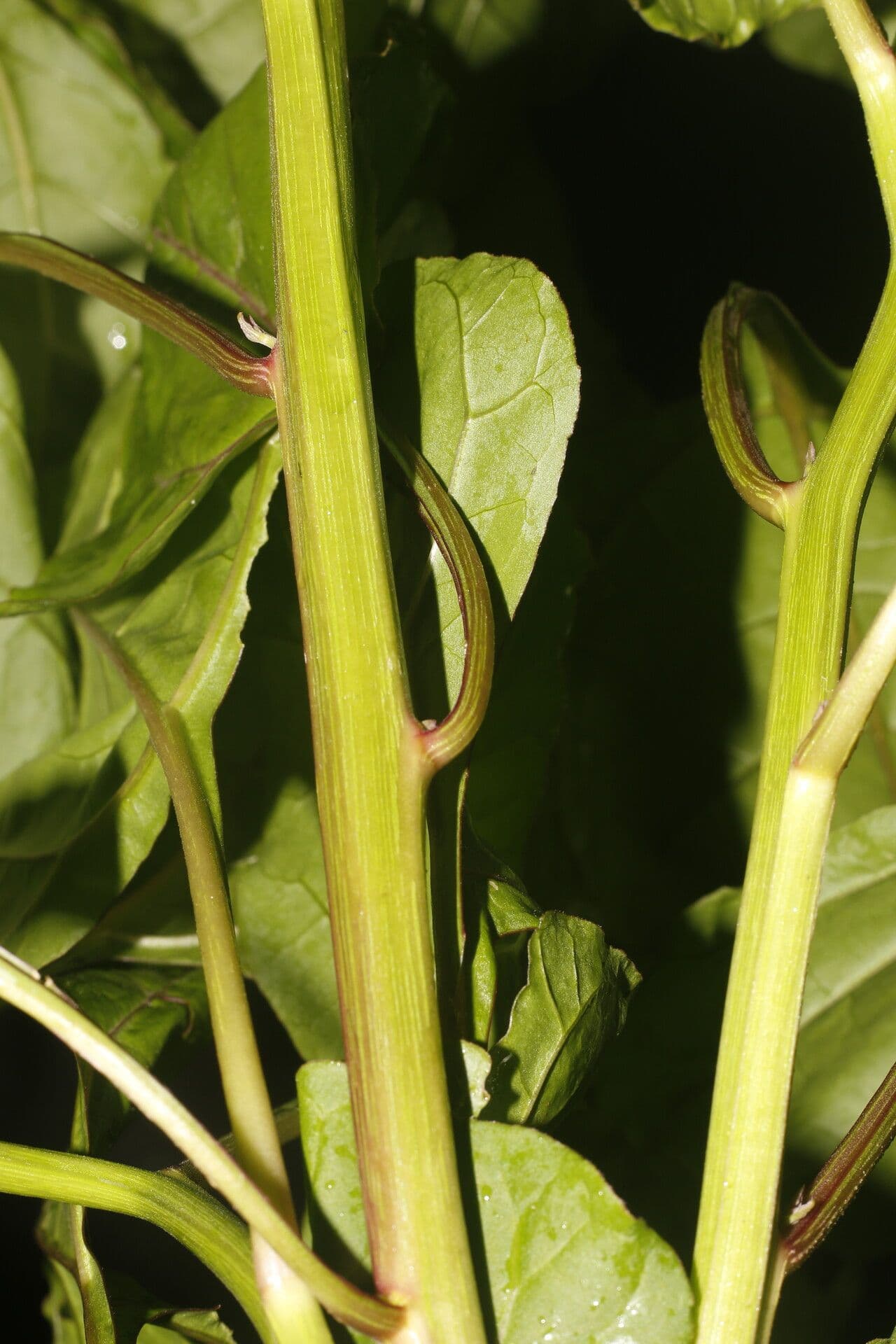 Salpianthus 5