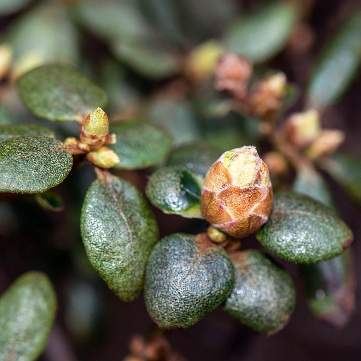 Rododendro rupicolo 6