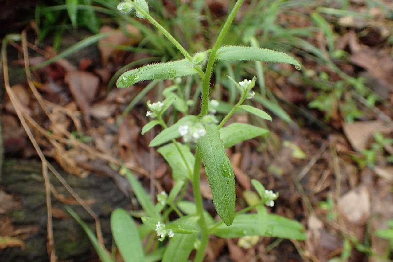 Myosotis de printemps 2