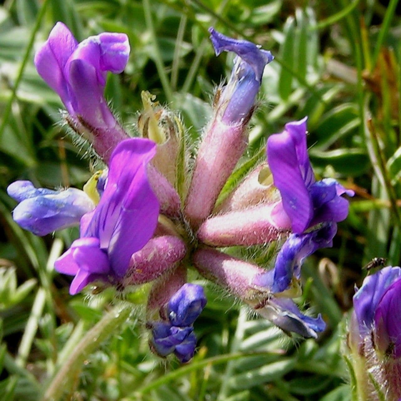 Oxitropis 10