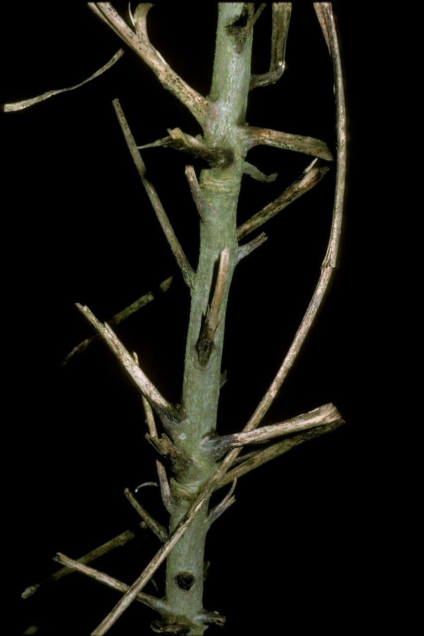 Noyer de pécans 5