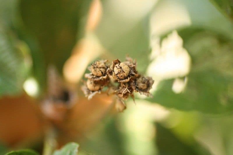Dombeya