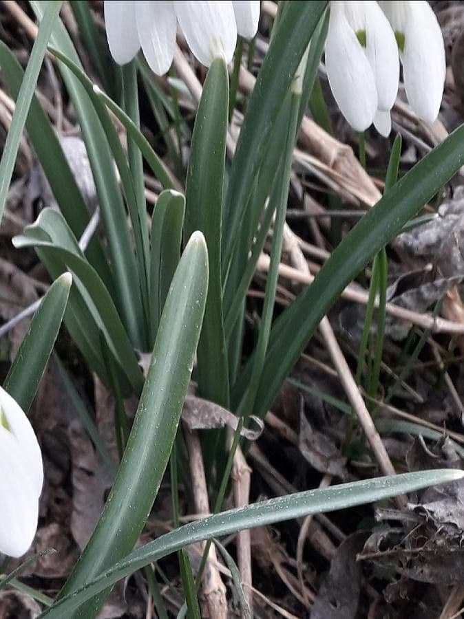 Sněženka podsněžník 17