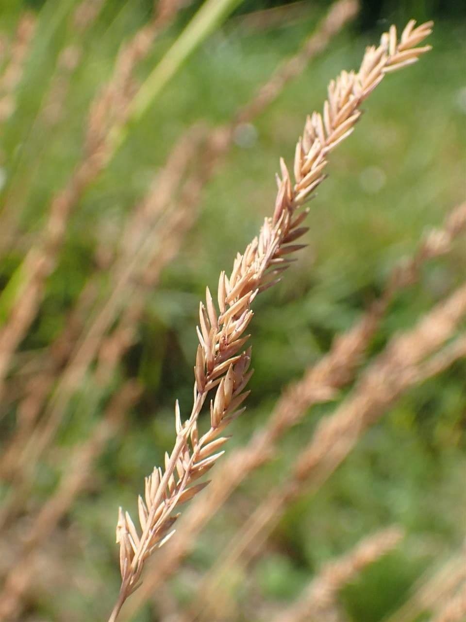 Festuca filiforme 2