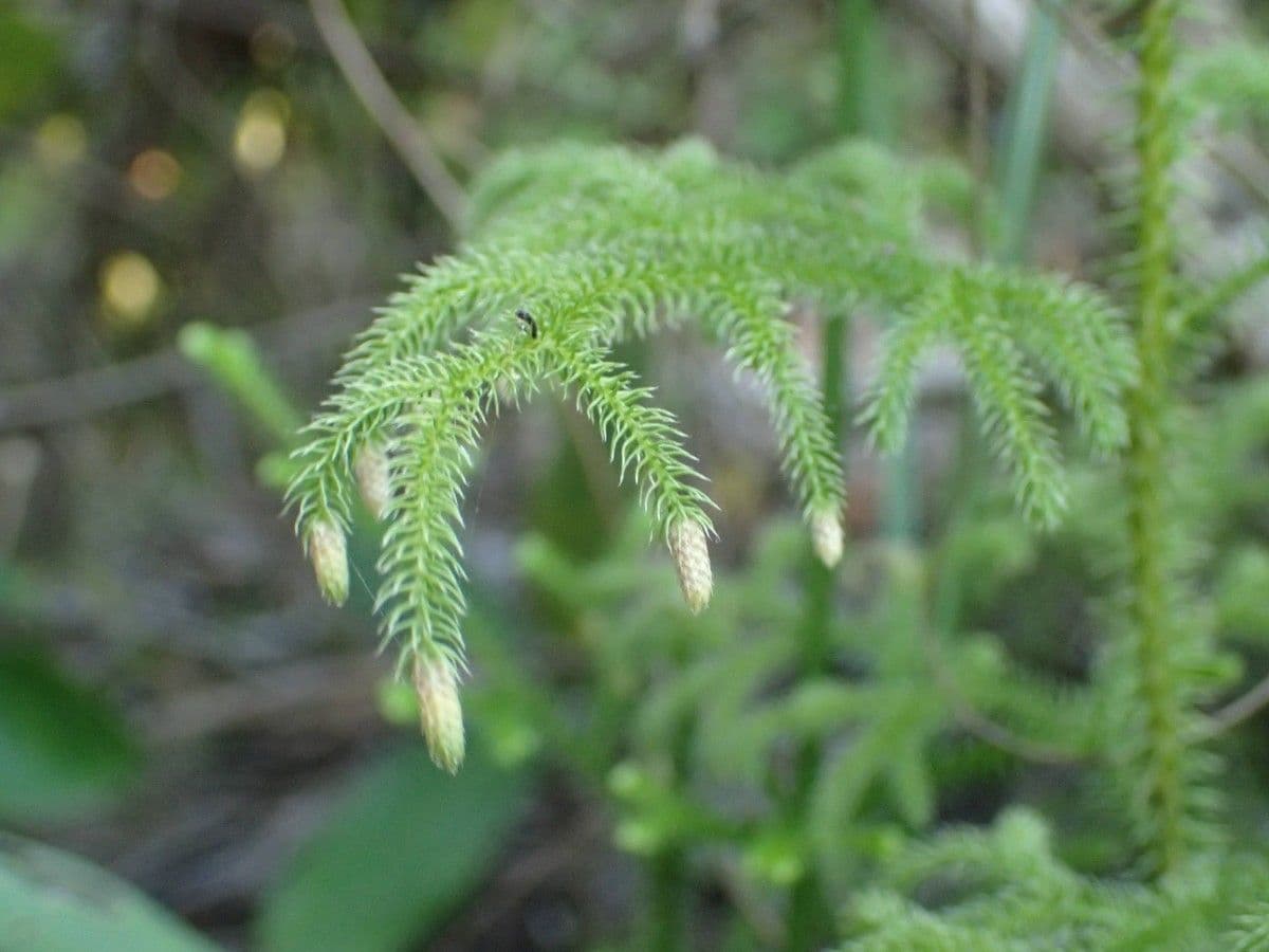Lycopodiella cernua 2