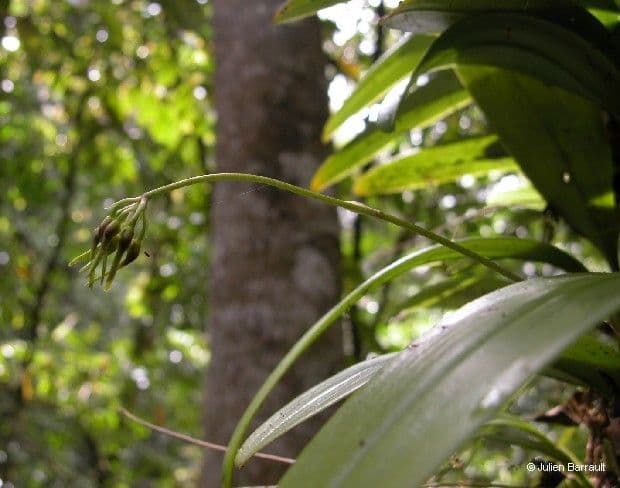 Orchidea ombrello pallida 2