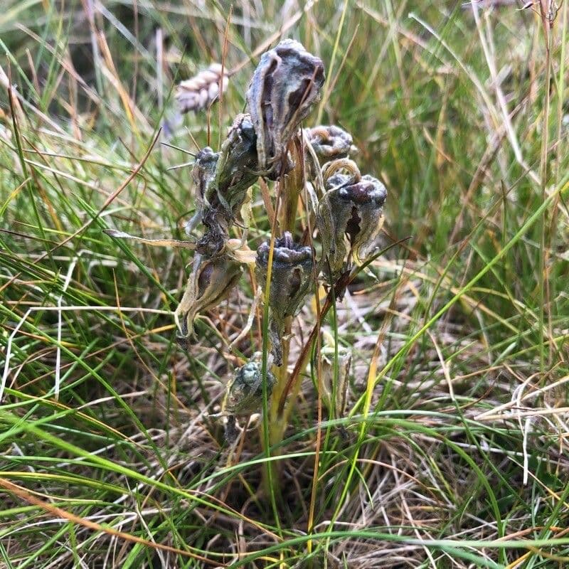 Campanula delle Alpi