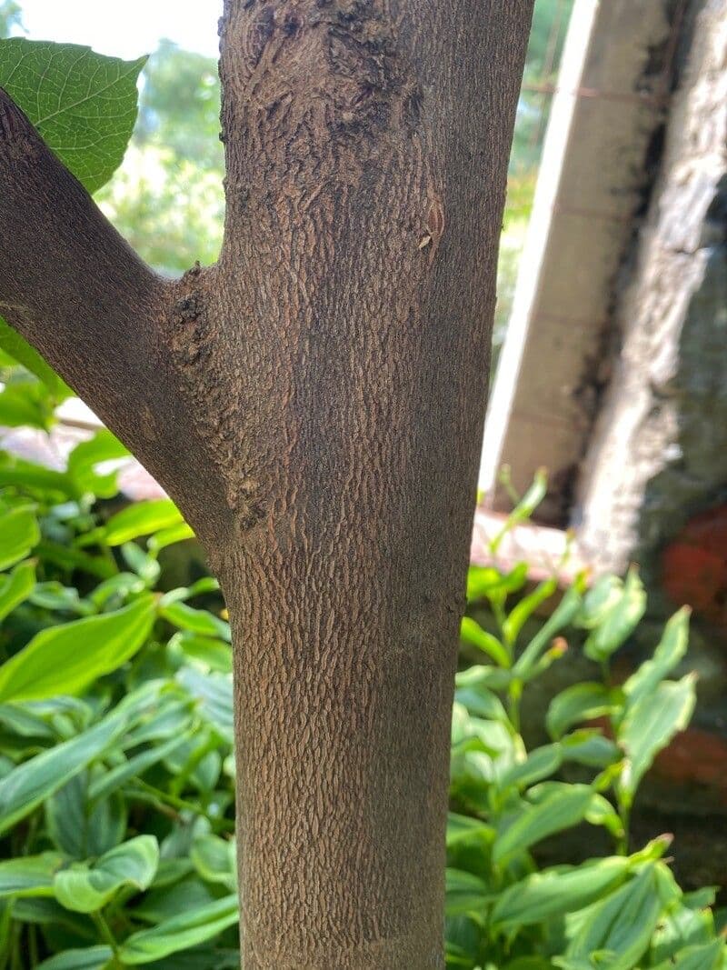 Styrax japonicus 24