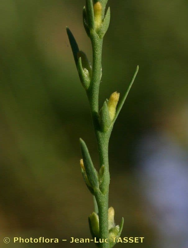 Passerina 6