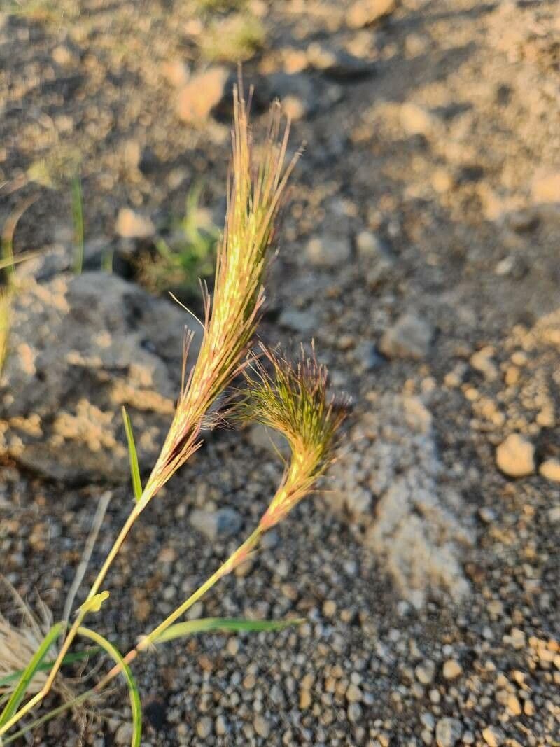Aristida congesta 3