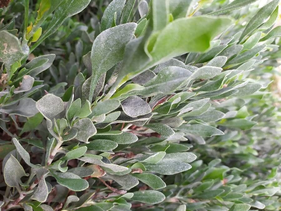 Limoniastrum monopetalum 18