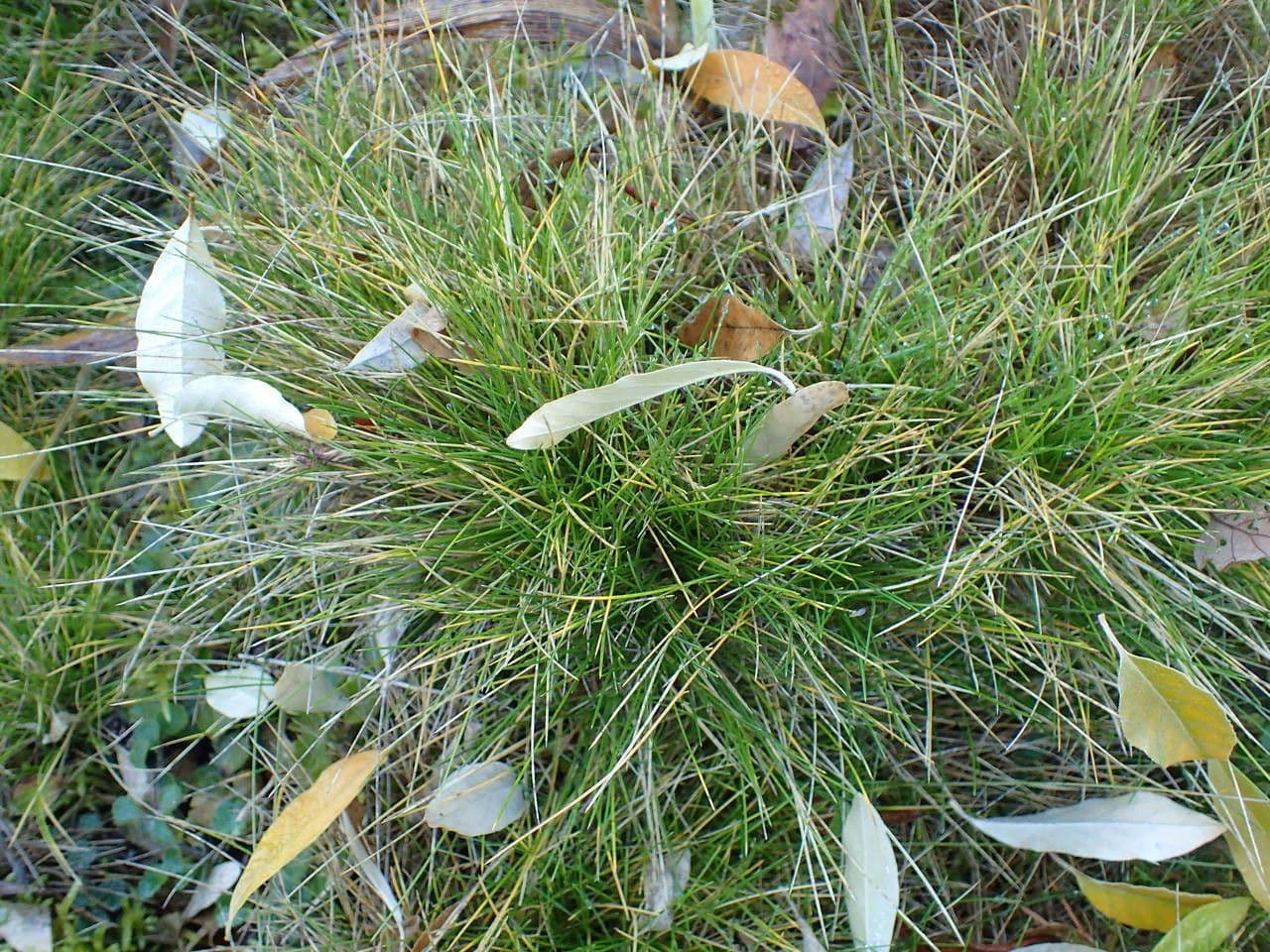 Festuca gautieri 13