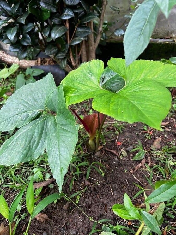 Typhonium 8