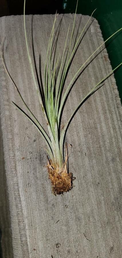 Tillandsia juncea 19
