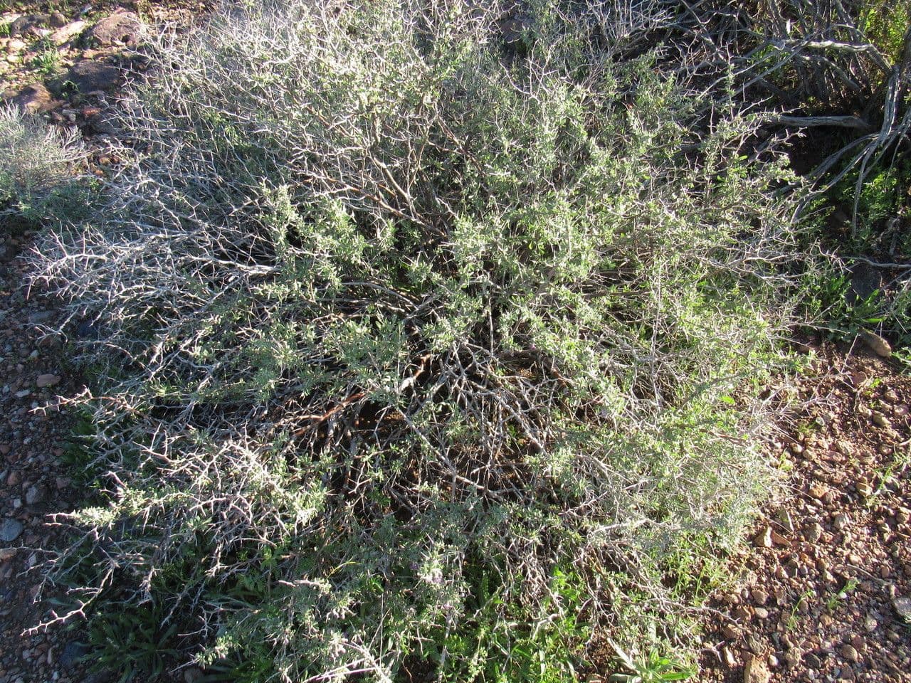 Licium pallido 10