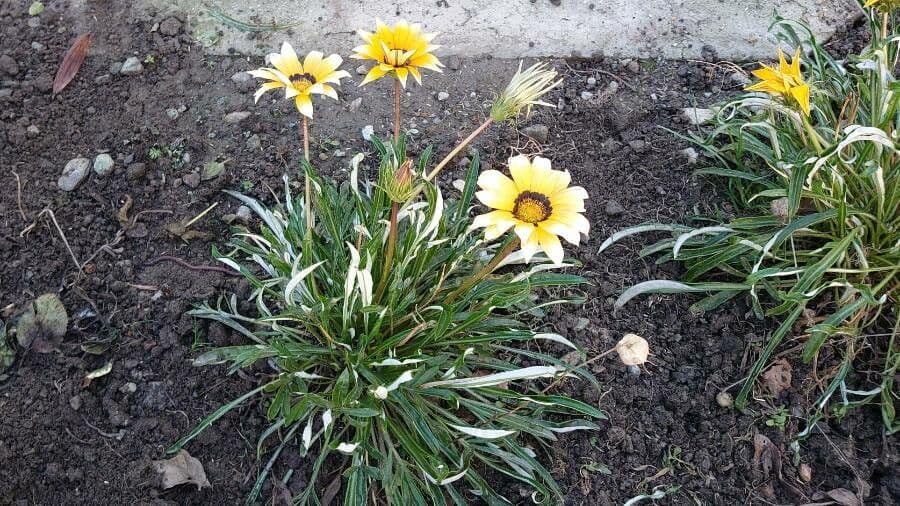 Gazania 11