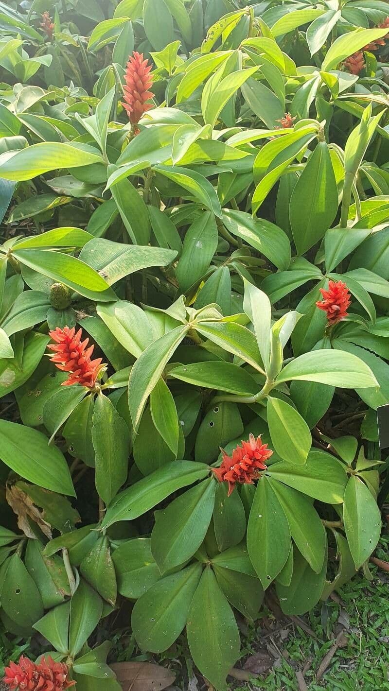 Costus