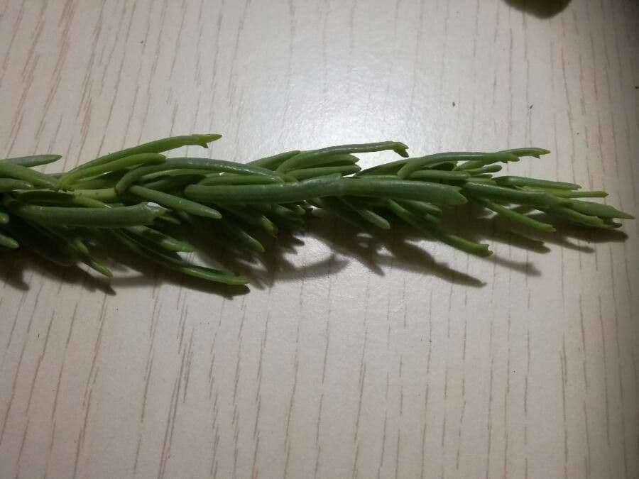 Limbarda crithmoides 17