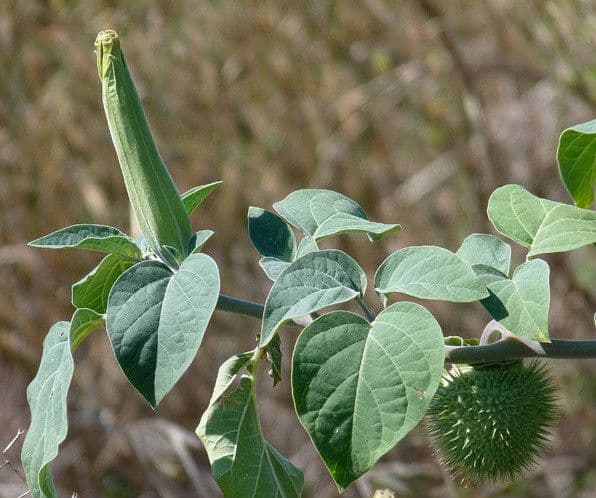 Datura di Wright 29