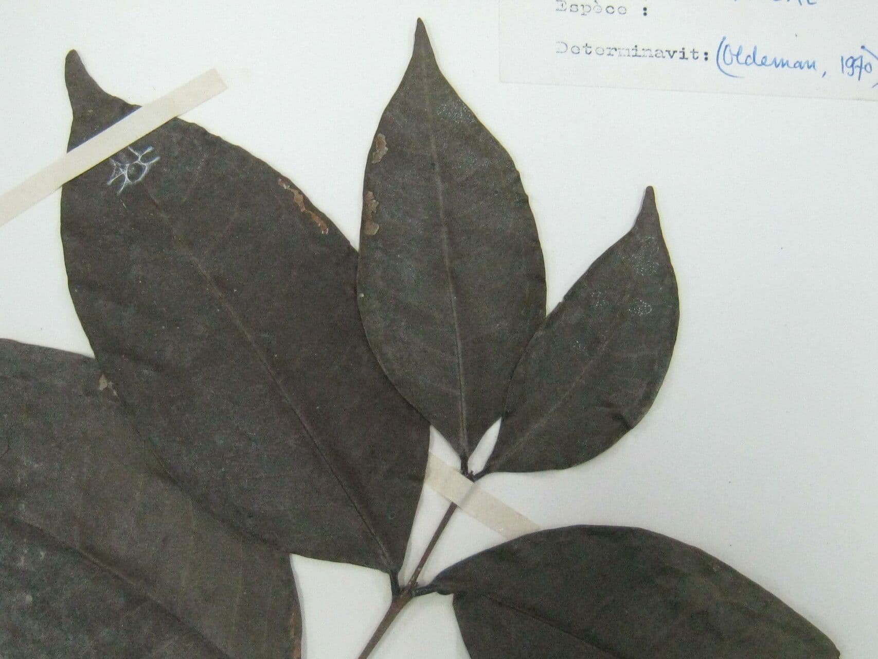 Eugenia