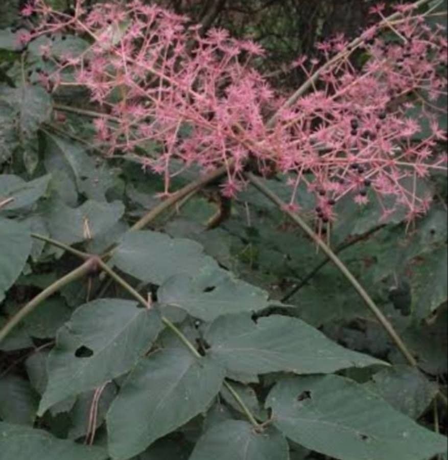 Aralia cinese 3