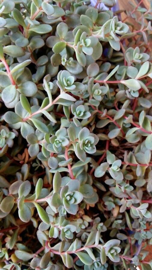 Sedum 12