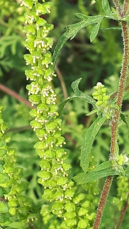 Ambrózia palinolistá 10