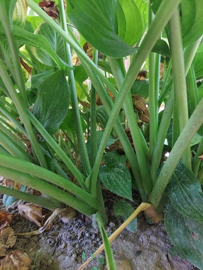 Hosta 25