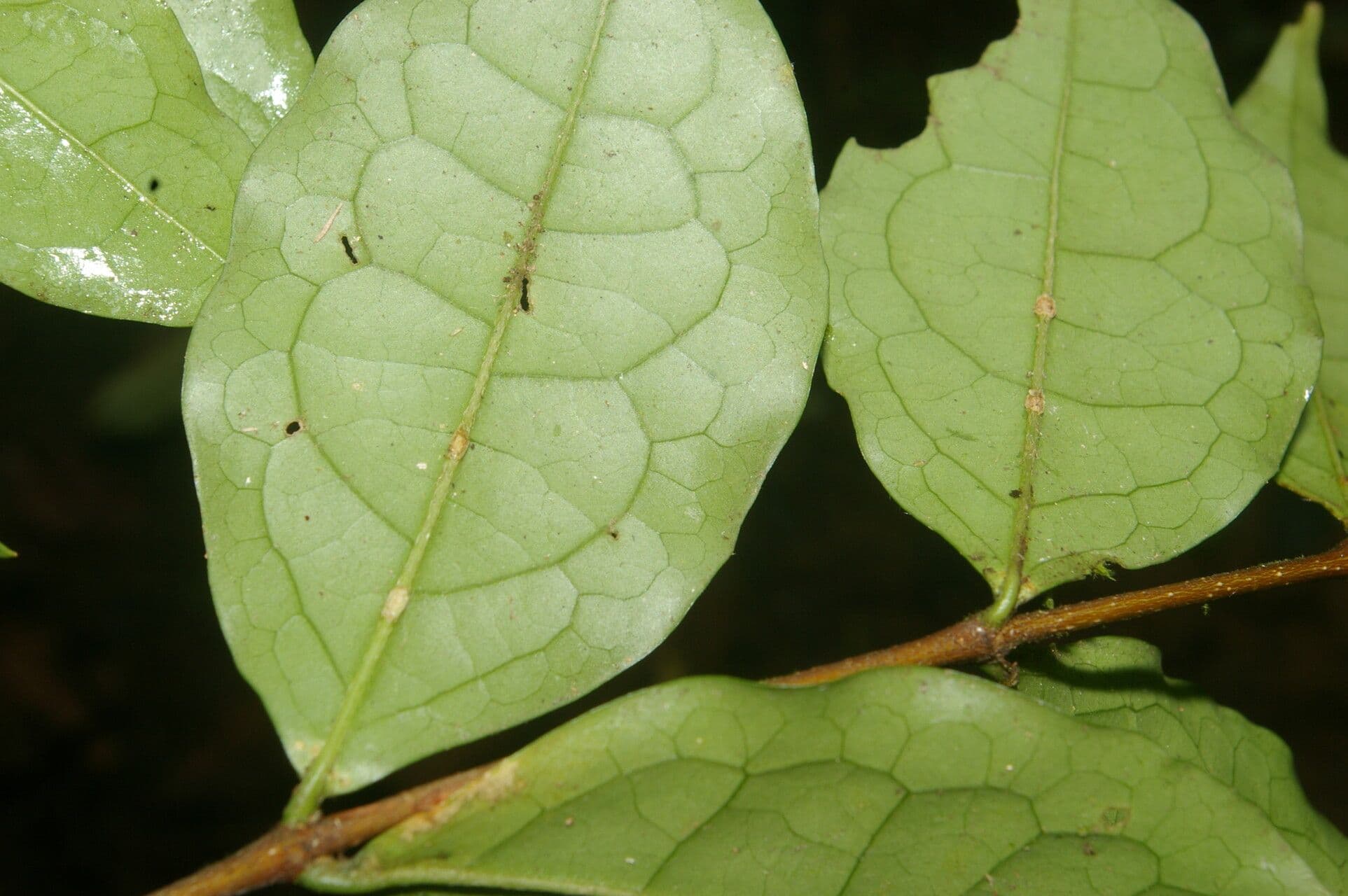 Malpighia 8