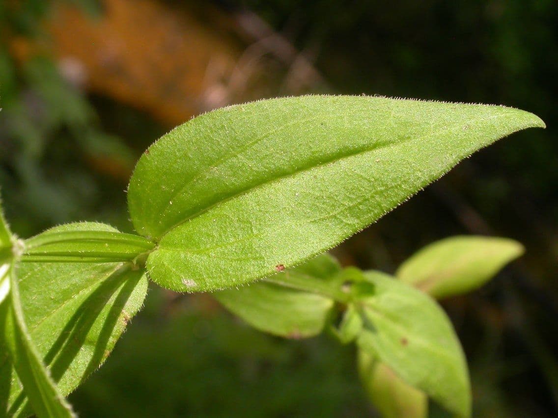 Houstonia purpurea 11
