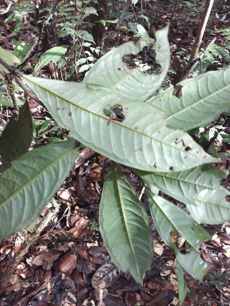 Duguetia 10