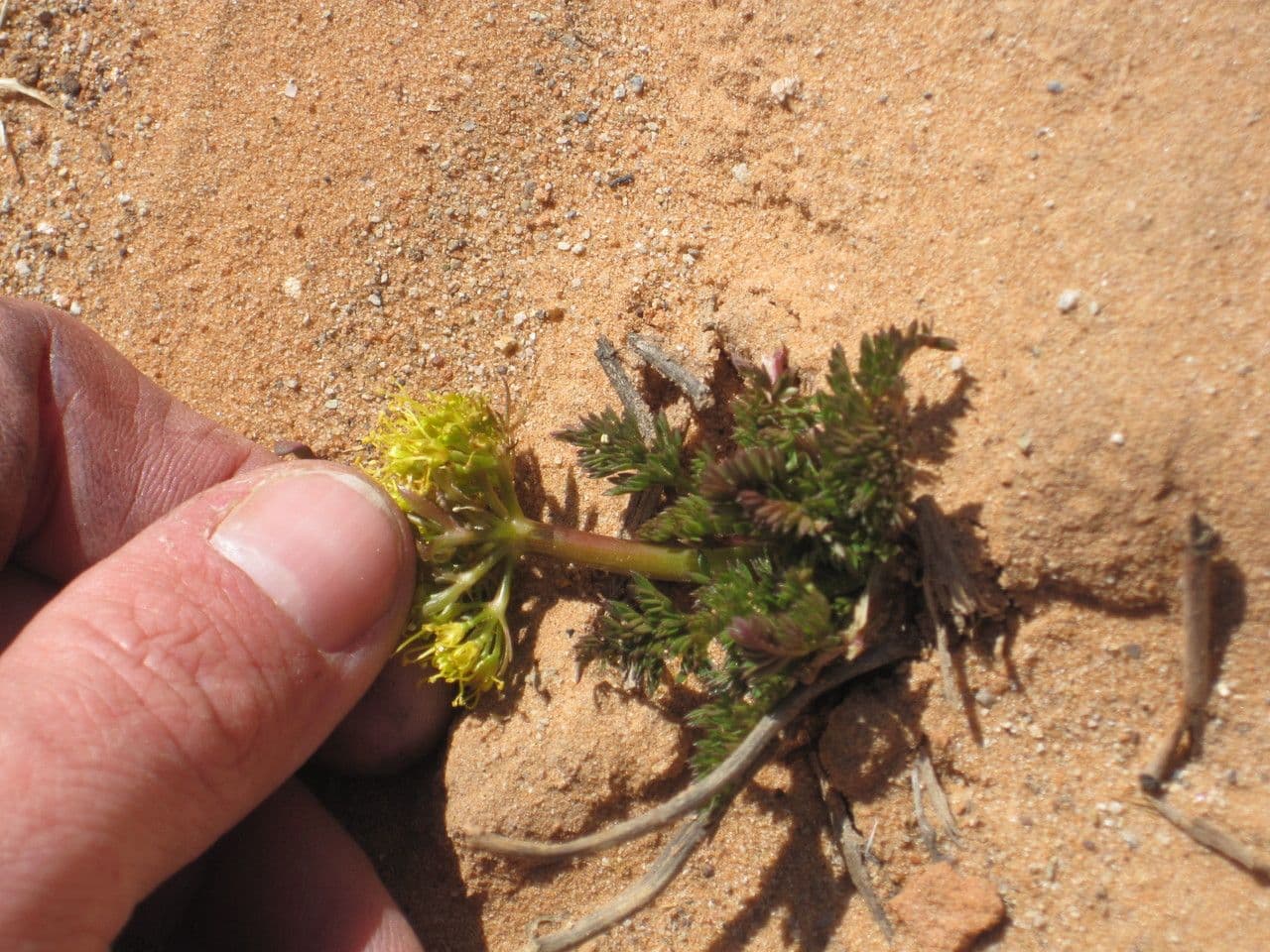 Lomatium 8