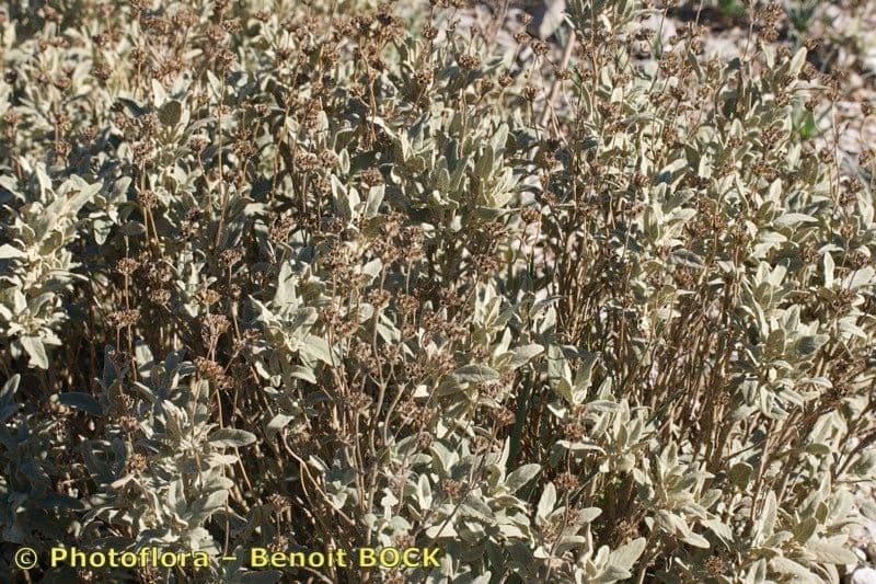 Phlomis 13