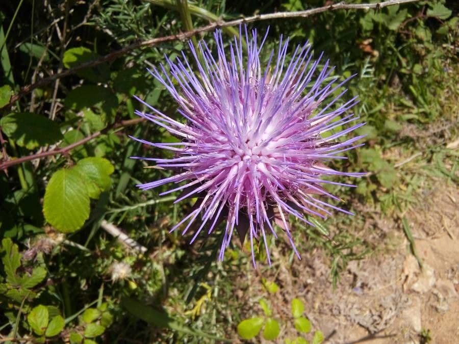 Cynara humilis 6