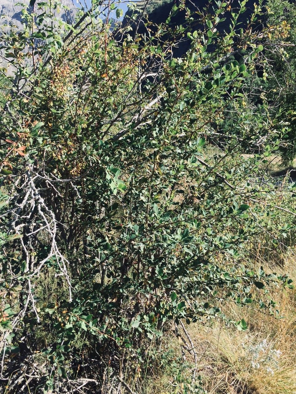 Berberitze 14