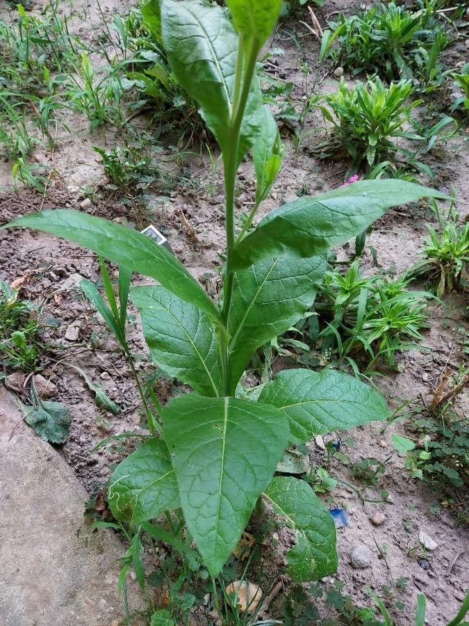 Tabaco alado 19