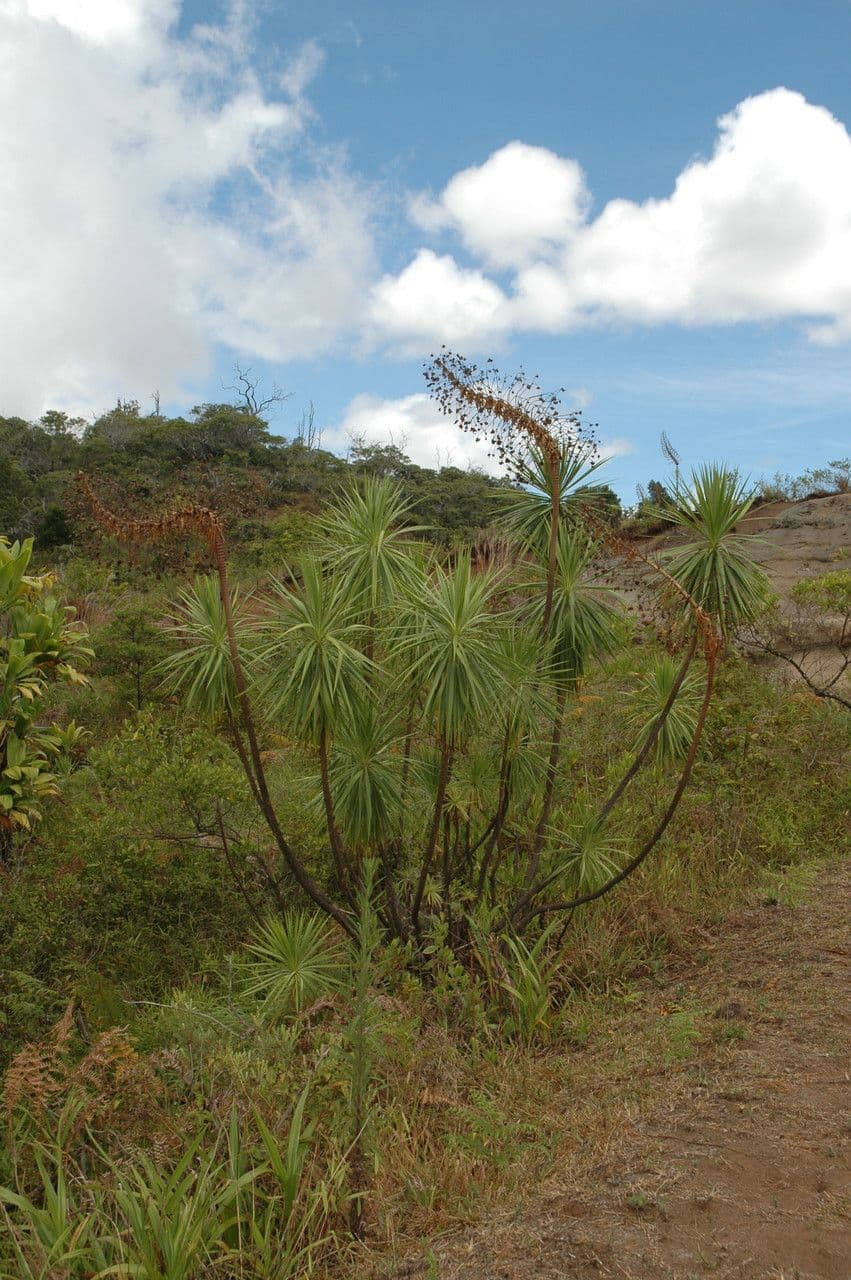 Wilkesia 8