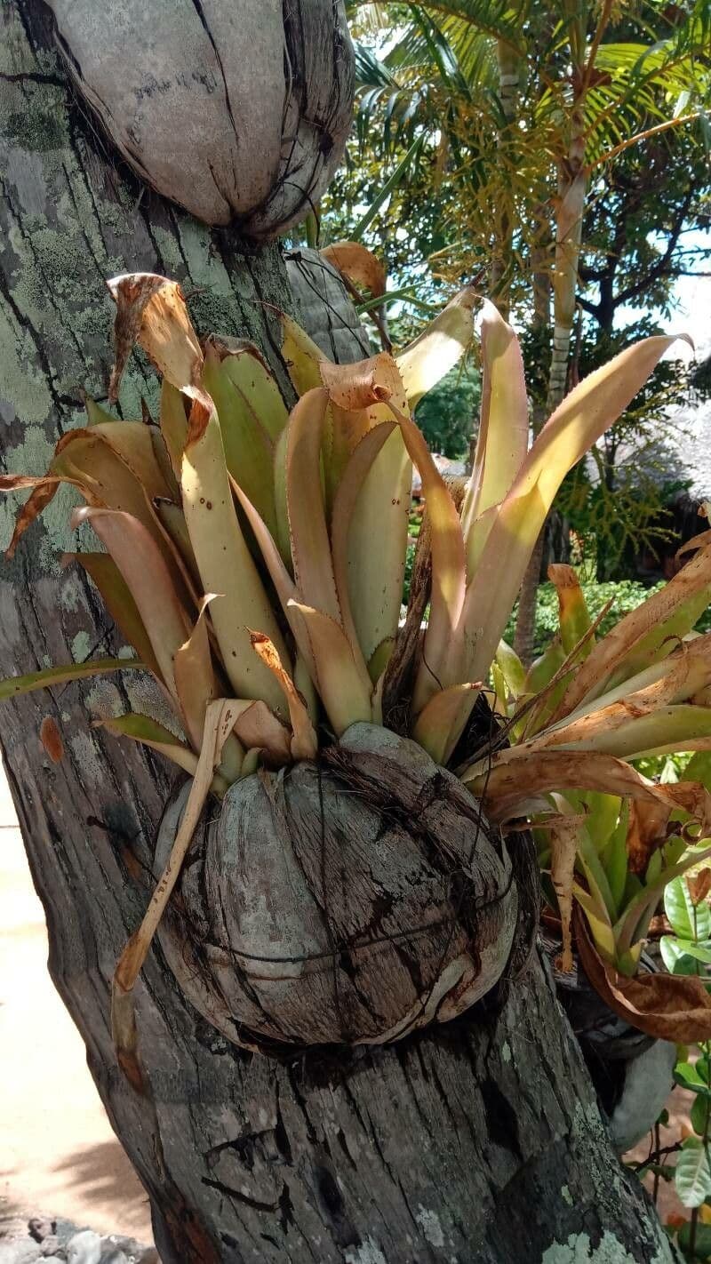 Aechmea bromeliifolia 8