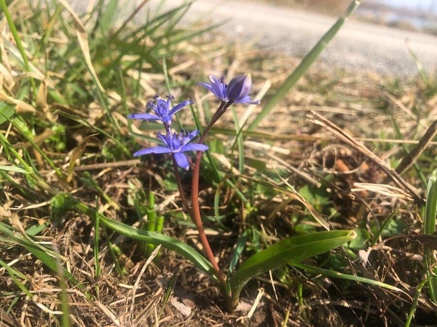 Scilla viennese